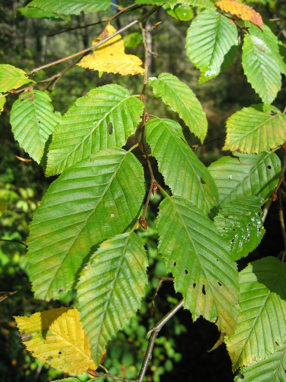 Carpinus betulus